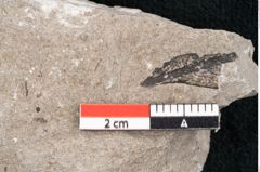 Foto (Detailansicht) von Zostera ungeri Ettingshausen (NHMW-GEO-2024-0188-6661)